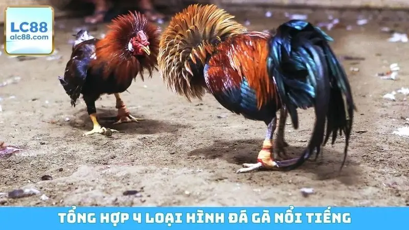 Tổng hợp 4 loại hình đá gà nổi tiếng